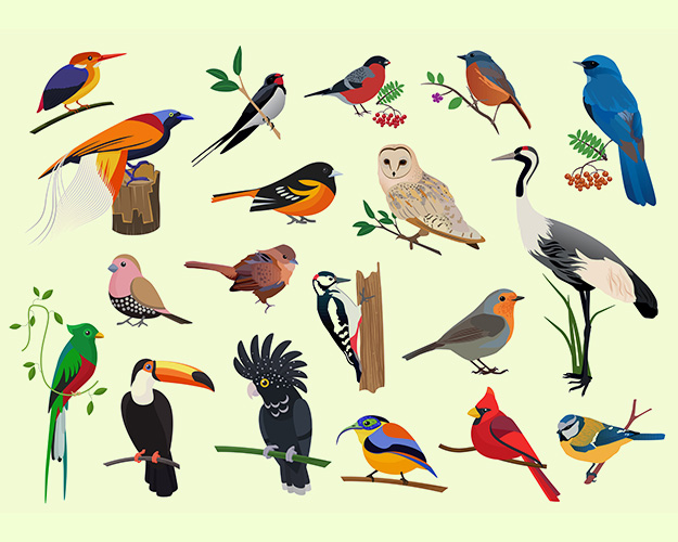 Parrots and birds